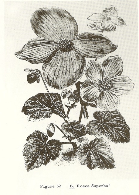 B. ‘Rosea Superba’